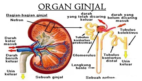 Menjaga kesehatan ginjal secara alami