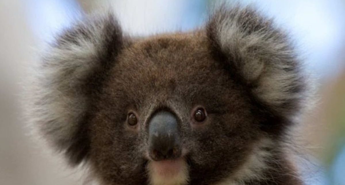 Koala Australia Selatan