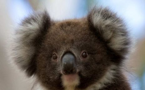 Koala Australia Selatan