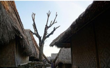 Kisah Pohon yang Jadi Saksi Cinta di Lombok