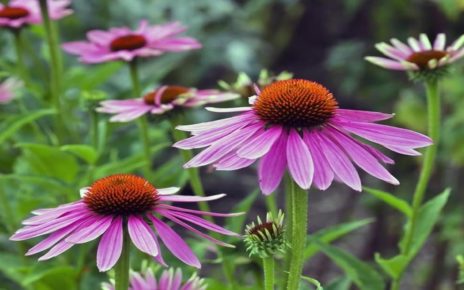 5 Manfaat Bunga untuk Kesehatan Tubuh