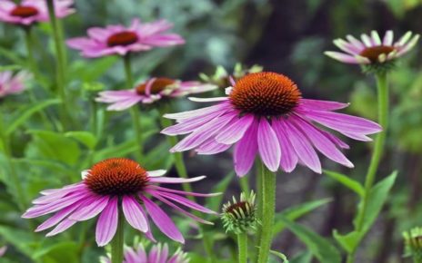 Manfaat Bunga Echinacea untuk Kesehatan