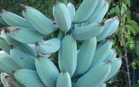 Pisang Biru Buah Ajaib