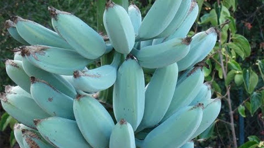 Pisang Biru Buah Ajaib