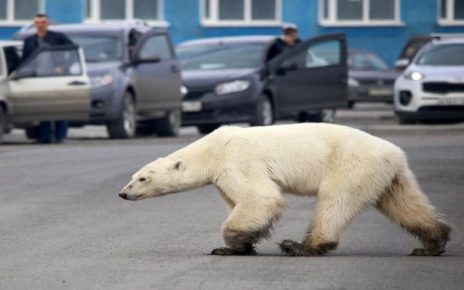 Beruang Kutub Lapar di Kota Ditangkap