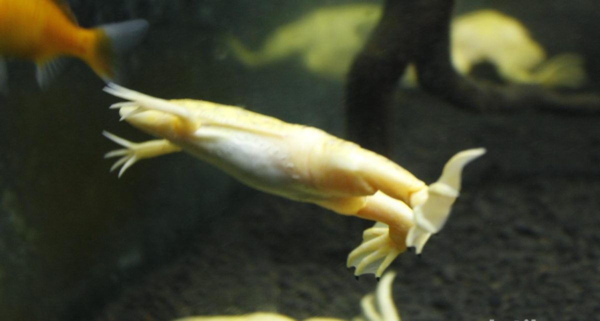 Melihat Katak Albino Afrika di Bandung