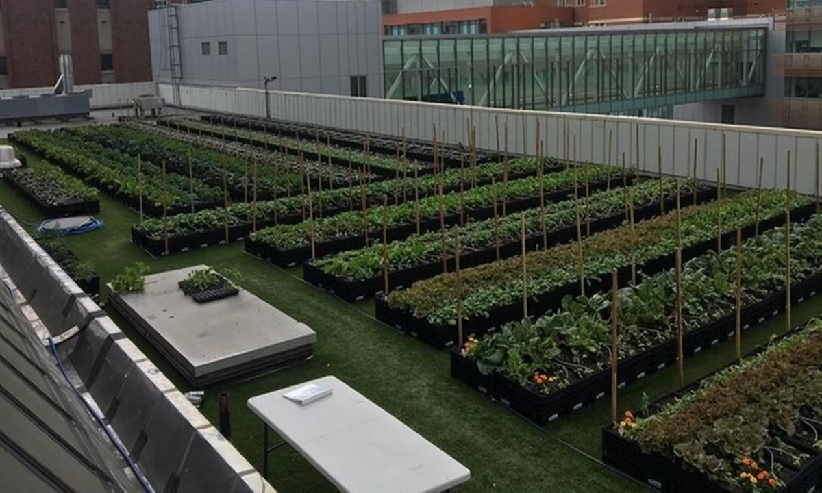 Rumah Sakit Bikin Ladang Pertanian Rooftop