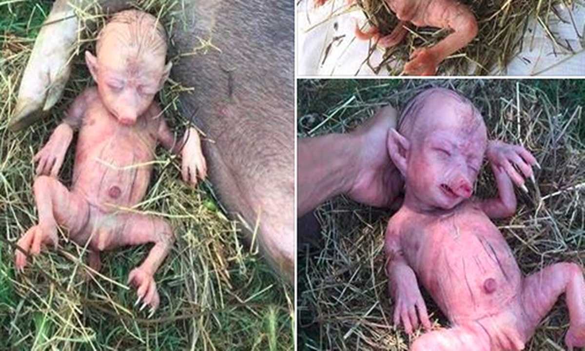 Hoax Foto Anak Babi Mirip Manusia