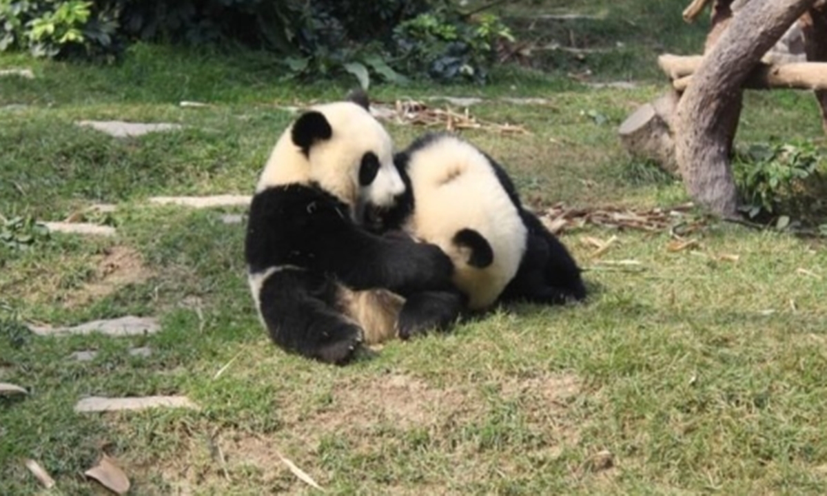 Kocak Ubah Kotoran Panda Jadi Suvenir