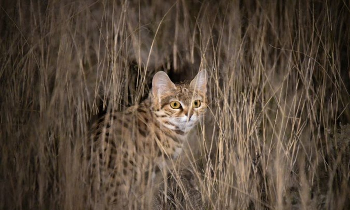 Black Footed Cats Mematikan Di Dunia