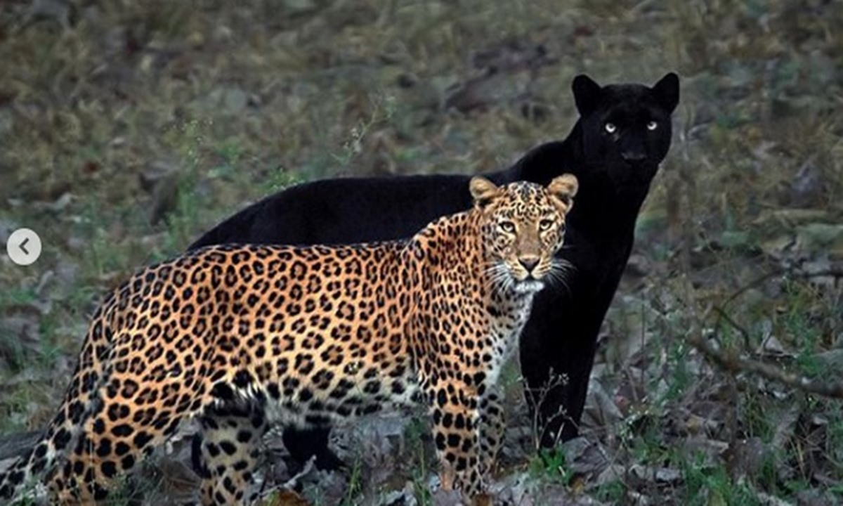 Cerita Foto Macan Tutul dan Black Panther
