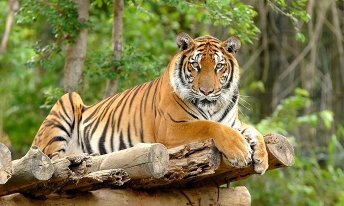 Harimau Indonesia Malah Sudah Punah