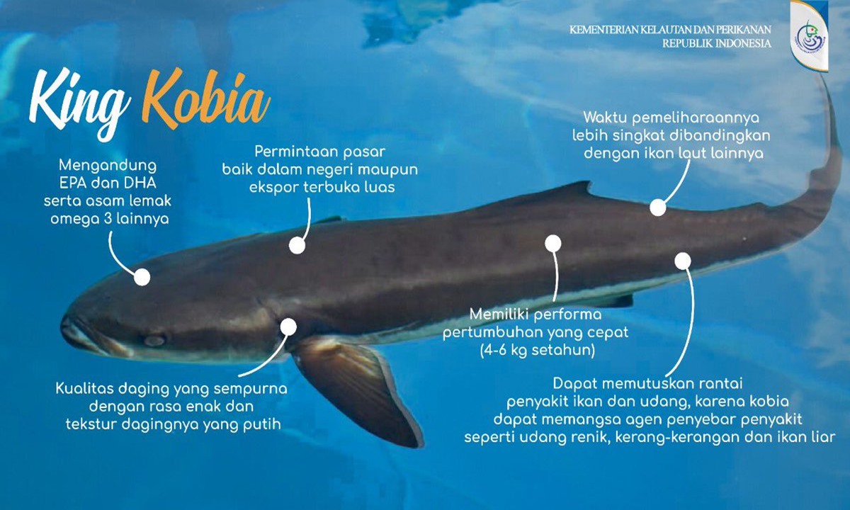 King Kobia Ikan ‘Raksasa’ Asli Indonesia
