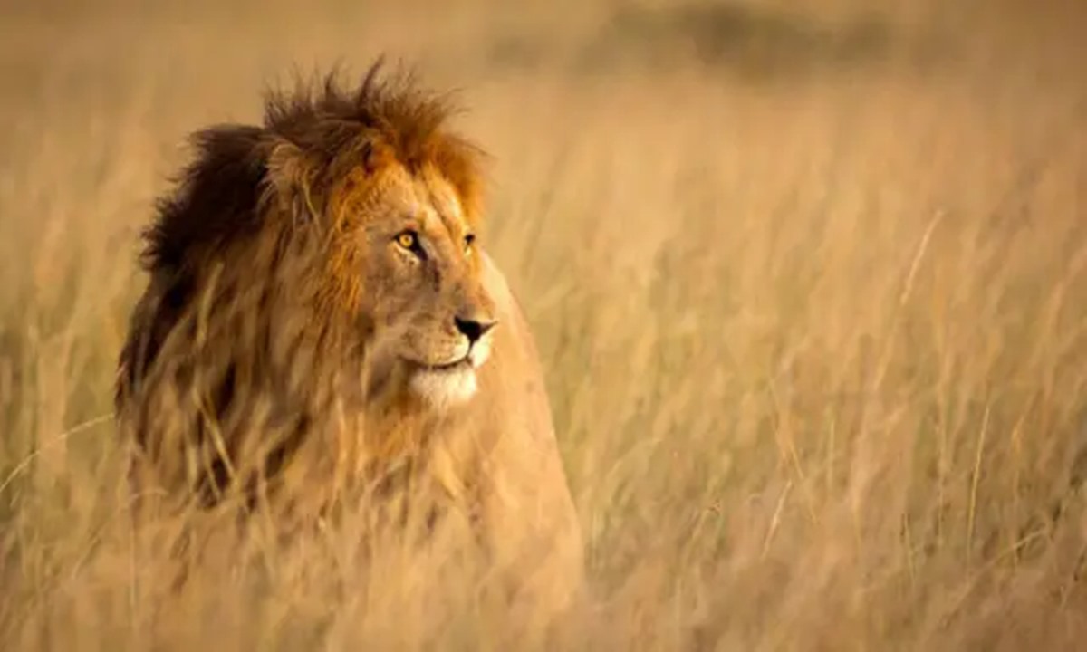 Hari Singa Sedunia Cegah Punah Raja Hutan