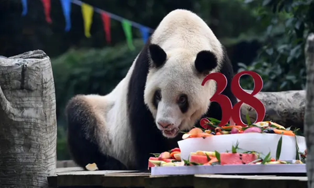 Rayakan Ulang Tahun Panda Tertua Di Dunia