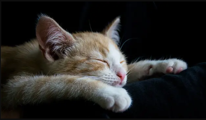 Alasan Mengapa Kucing Selalu Tidur