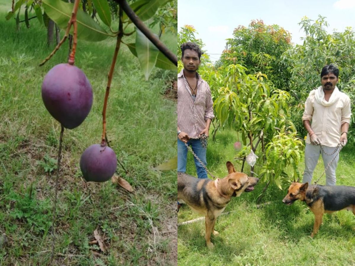 Kisah Petani India Tidak Sengaja Tanam Mangga Termahal di Dunia