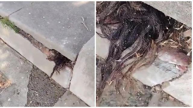 Viral Penampakan Rambut Keluar dari Kuburan Kuno Ini Bikin Merinding