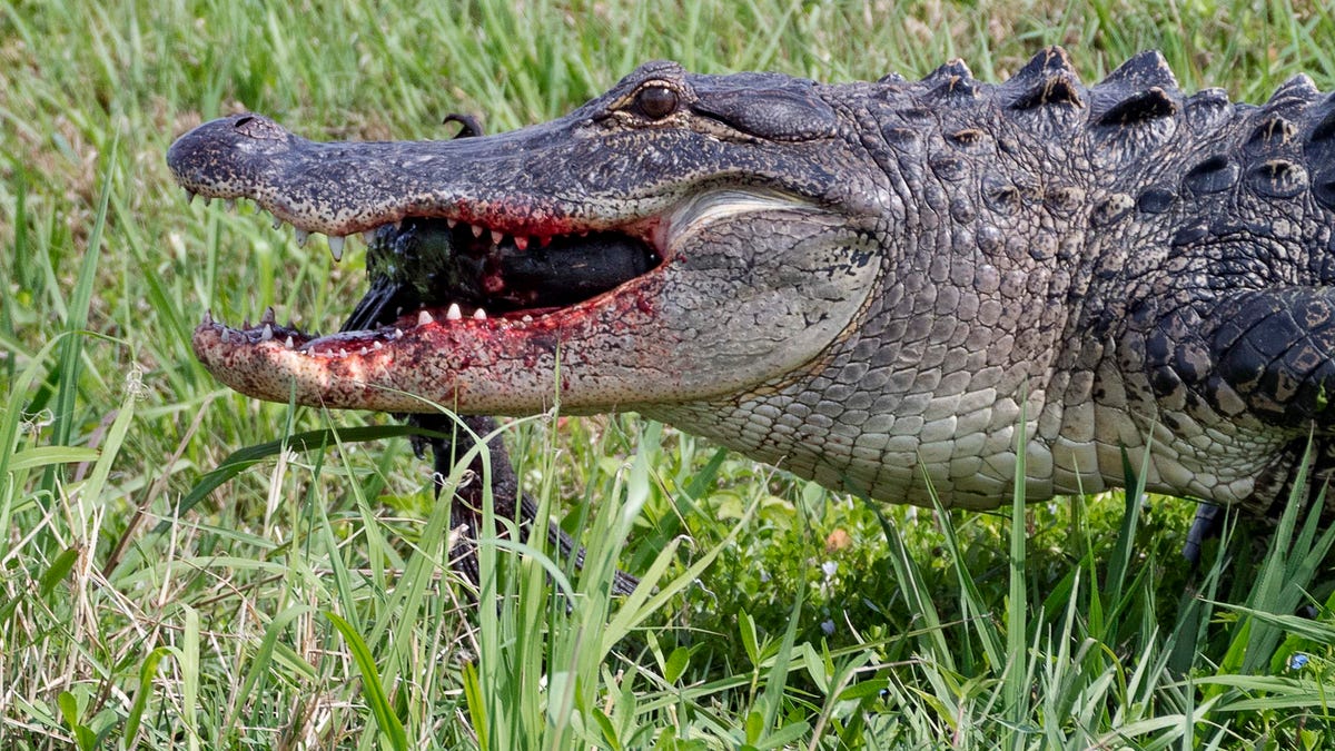 Wanita Tunawisma di Florida AS Alami Luka Usai Diserang Aligator