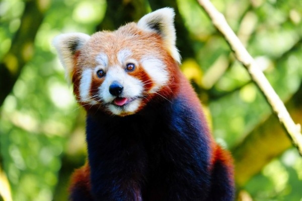 Fakta Menarik Mengenai Panda Merah