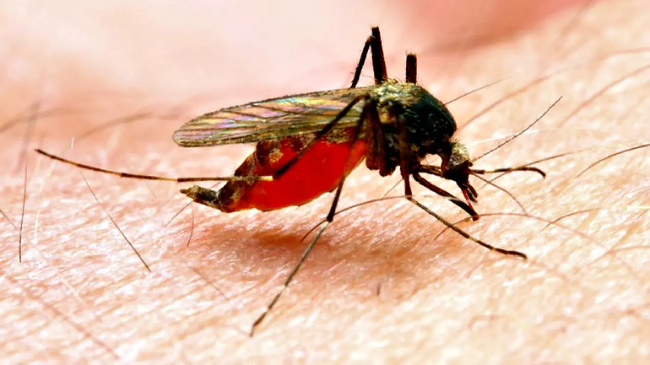 Kabar Gembira Sangat Berpotensi Ditemukan Vaksin Malaria Pertama