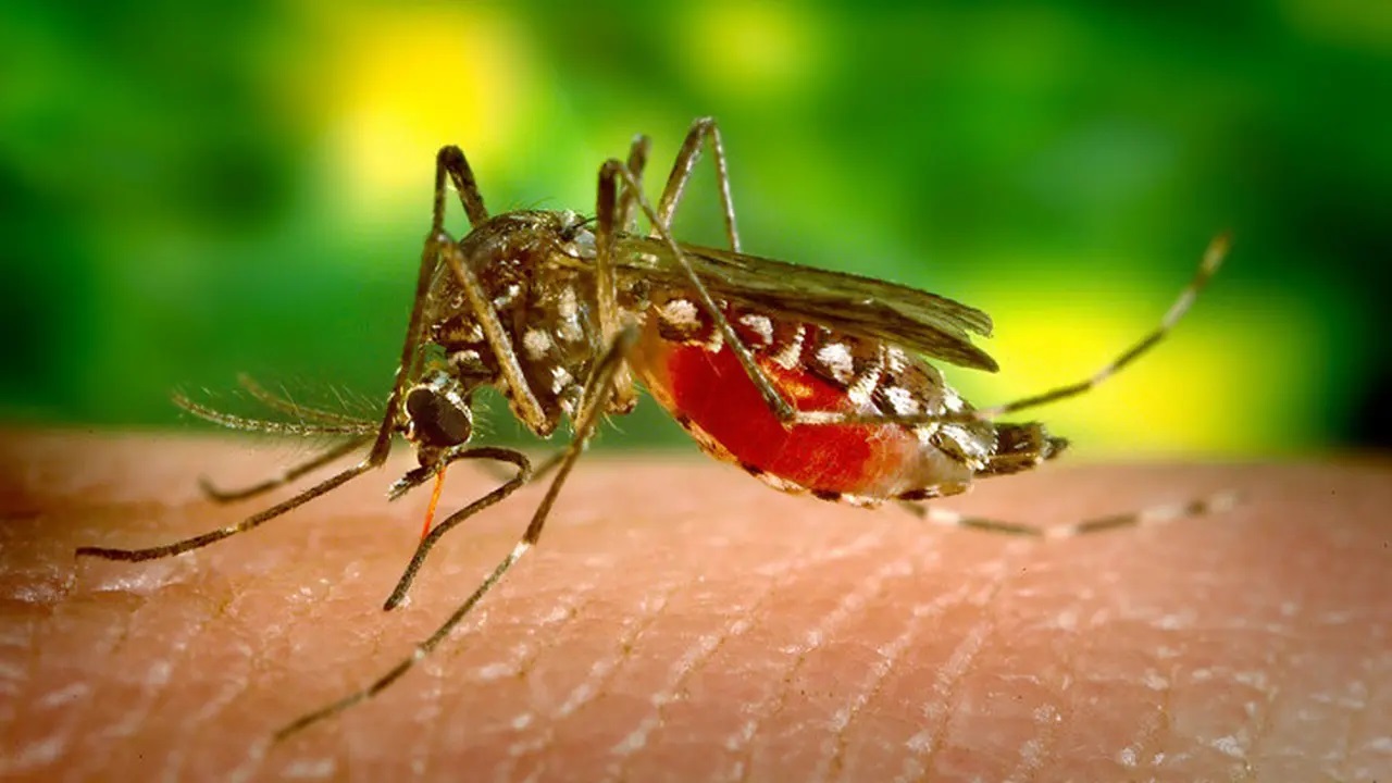 Kabar Gembira Sangat Berpotensi Ditemukan Vaksin Malaria Pertama