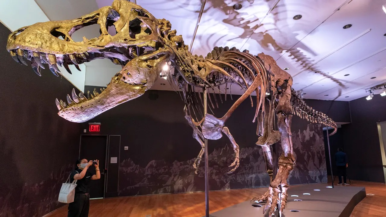 Sempat Menghilang Fosil T-Rex di Museum Abu Dhabi dilelang Senilai 456M