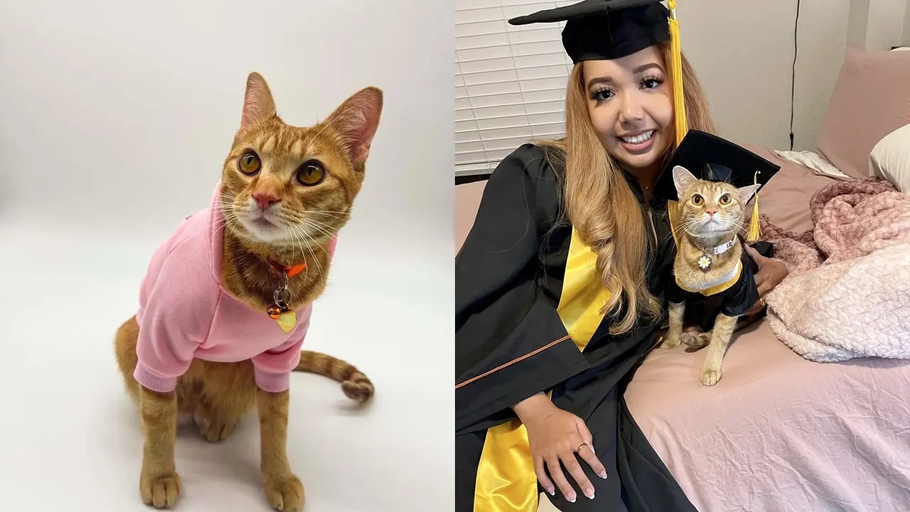Kucing Diajak Wisuda Oleh Pemiliknya Karena Rajin Ikuti Kuliah Daring