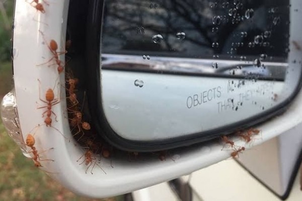 Tips Ampuh Mengusir Semut dari Mobil
