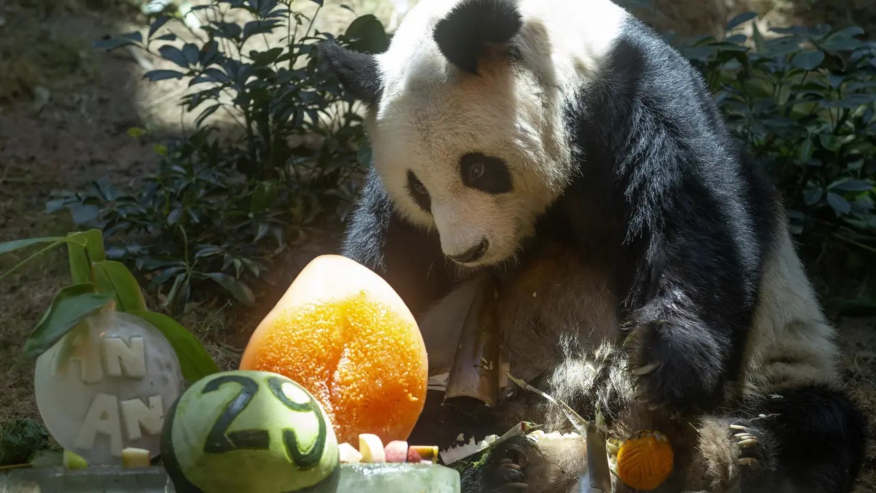 An An Sang Panda Jantan Tertua di Dunia Disuntik Mati Petugas Ocean Park Hong Kong