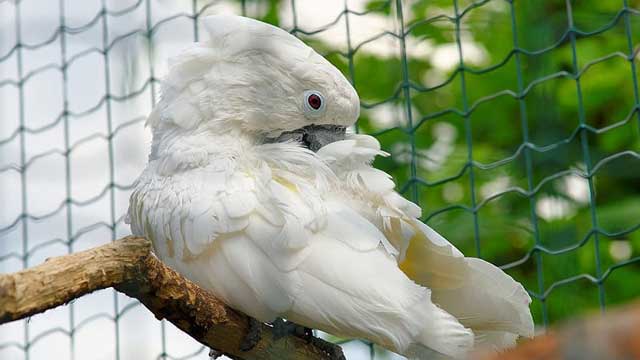 Burung-Burung Ini Ditangkap dan Dipenjara oleh Polisi