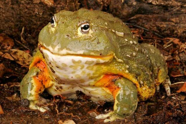 Jenis Katak dan Kodok Unik yang Jarang Diketahui Manusia Bukan Untuk Swike