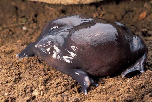 Jenis Katak dan Kodok Unik yang Jarang Diketahui Manusia Bukan Untuk Swike