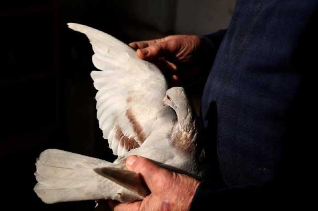 Burung-Burung Ini Ditangkap dan Dipenjara oleh Polisi