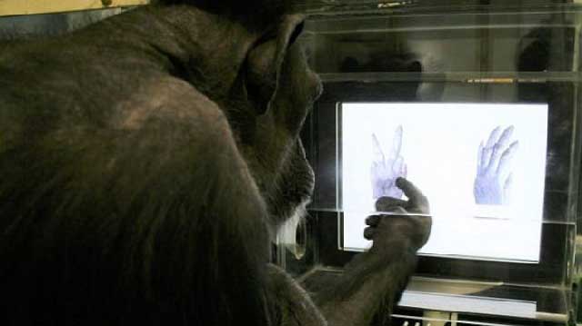 Simpanse Juga Bisa Melakukan Batu-Gunting-Kertas