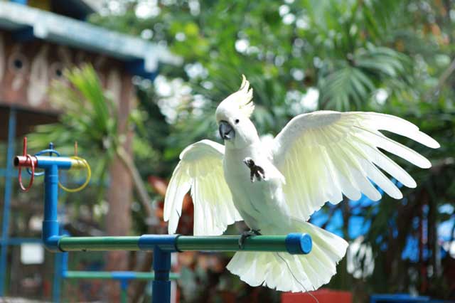 Ditangkap Karena Menjadi Anak Buah Pengedar Narkoba