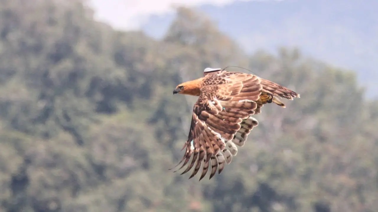 Gunung Halimun Salak Ketambahan Seekor Penguasa Langit Baru